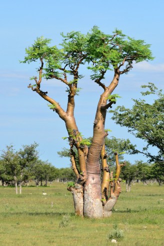 Moringa Baum