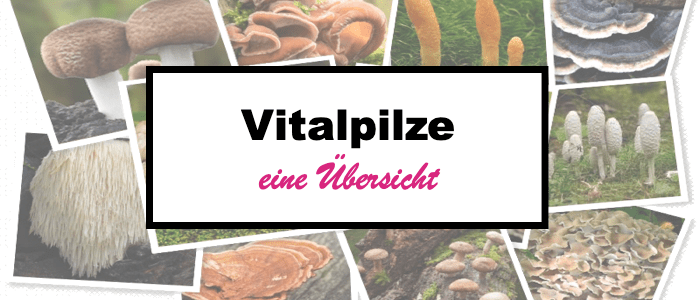 Banner_BLOG_VitalpilzeÜbersicht